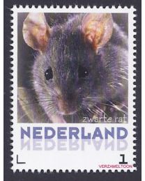 Nederland 2013: NVPH: V3013-Aa-36: "Zoogdieren in Nederland": Zwarte rat: postfris
